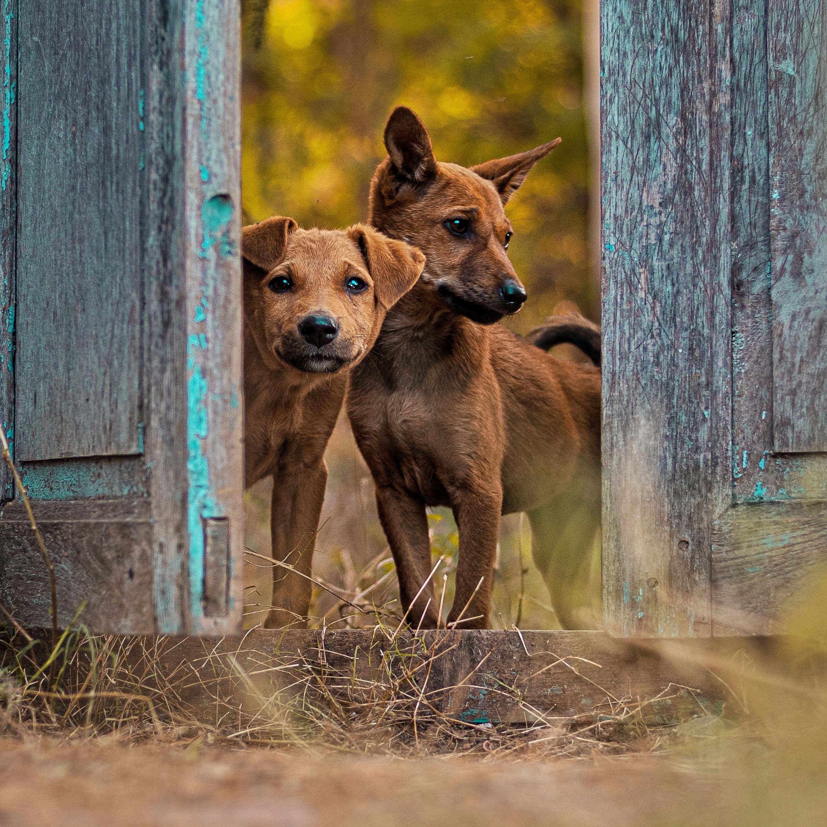 Chiens
