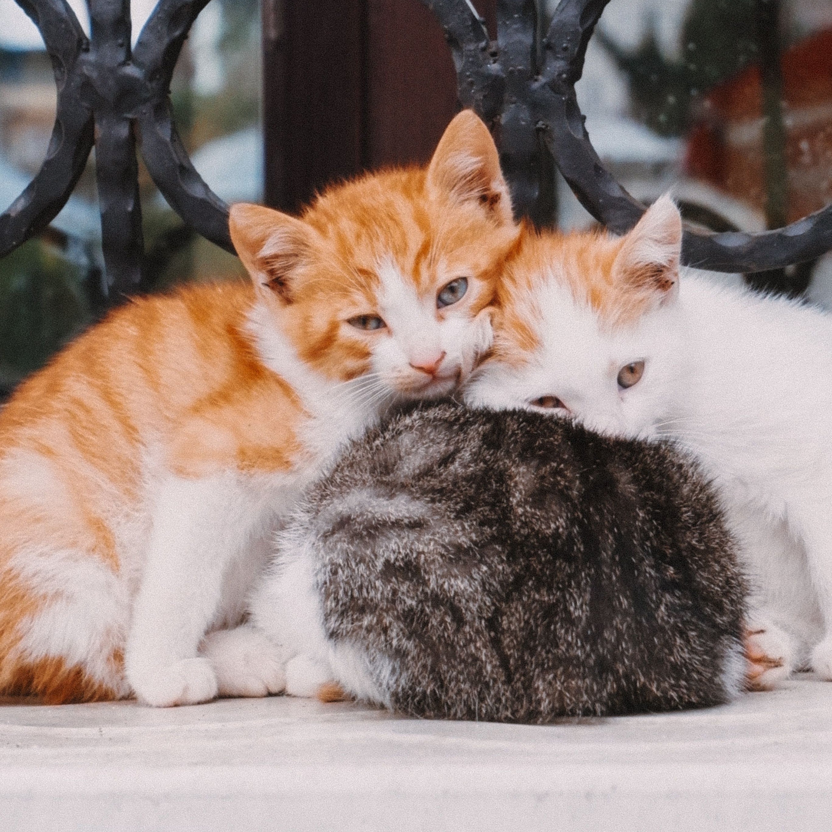 Chats