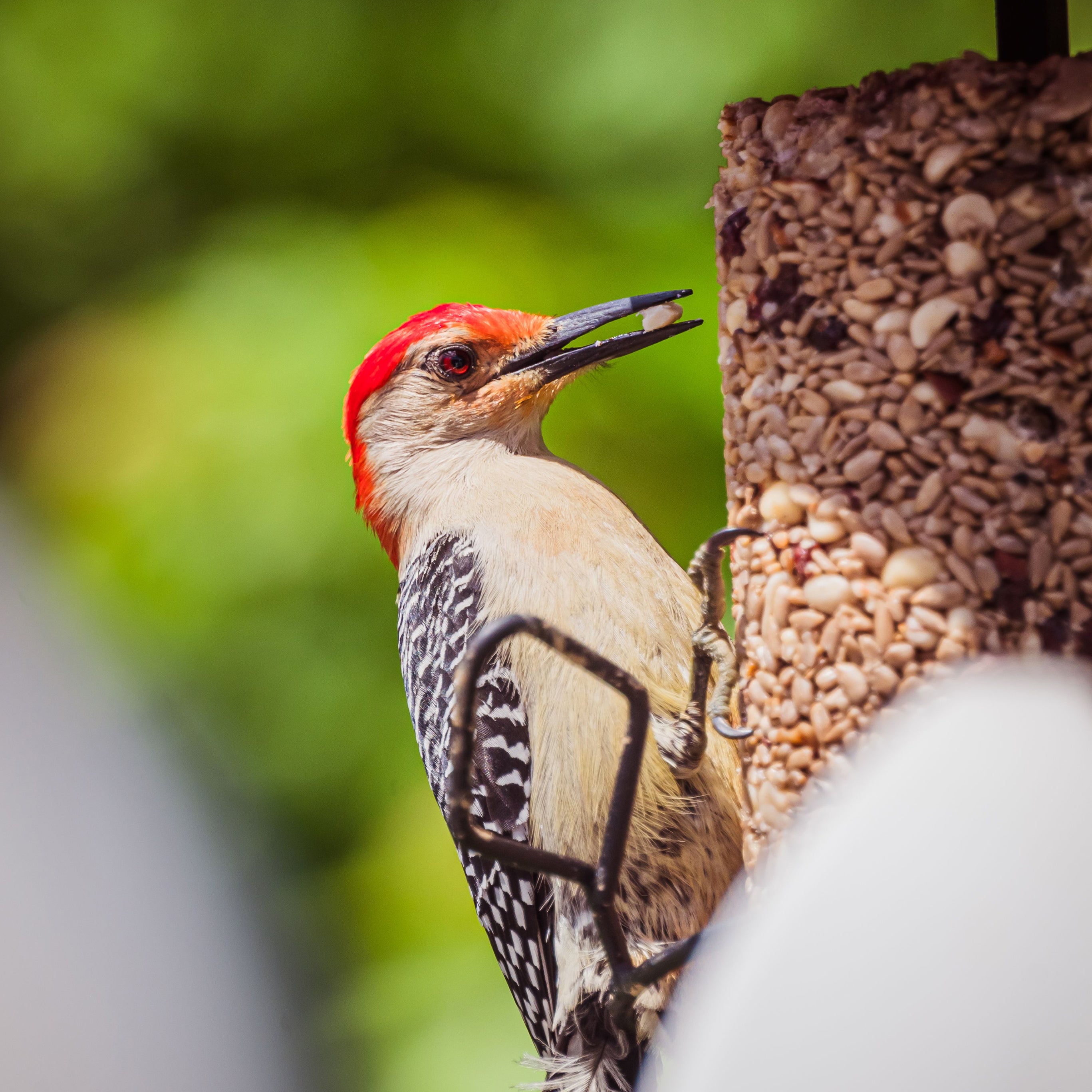 Observation des oiseaux et de la faune dans le jardin