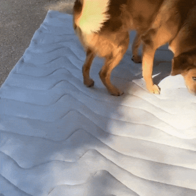 PawFroste Tapis Fraicheur Chien
