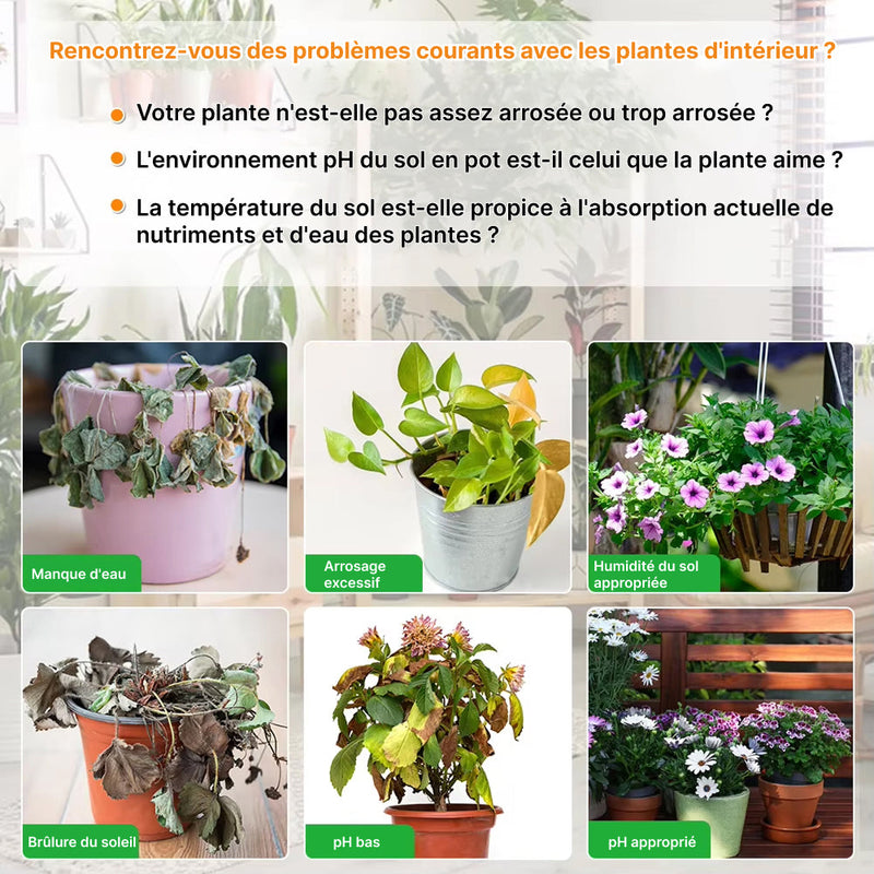 Rootabest Testeur Humidité Plante